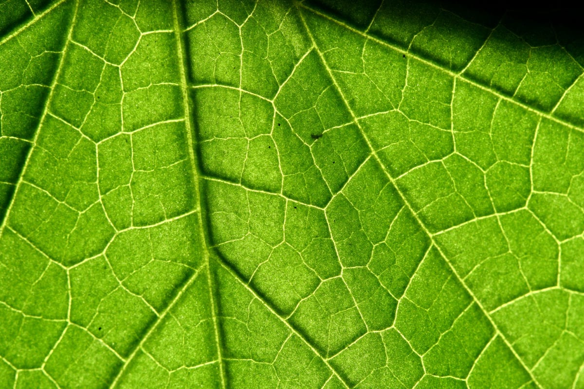 plant stem