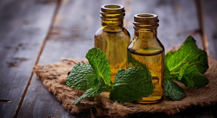 mint extract