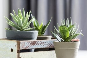 5 Low-Maintenance Houseplants to Purify Your Home