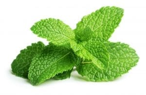 Mint Leaves. Five Health Benefits