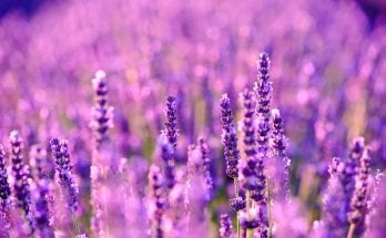 Four Skincare Benefits of Lavender Oil