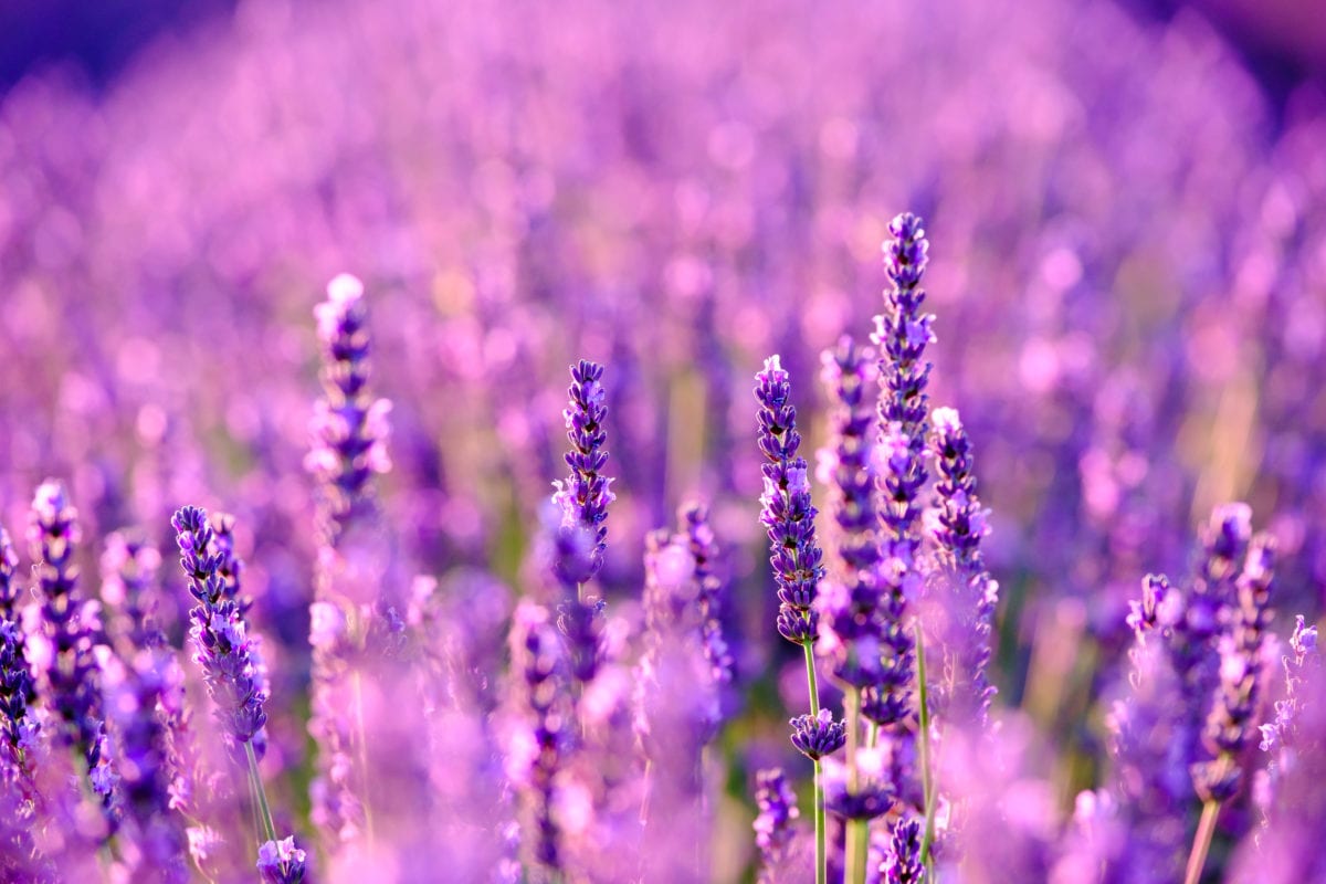 Four Skincare Benefits of Lavender Oil - iSkinCareReviews