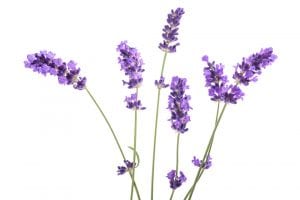 Lavender Oil for Hair Problems